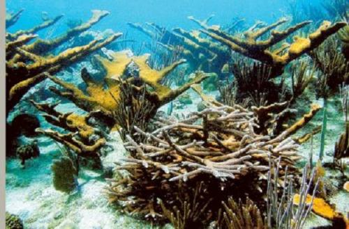 A healthy coral reef off the Caribbean island of Bonaire